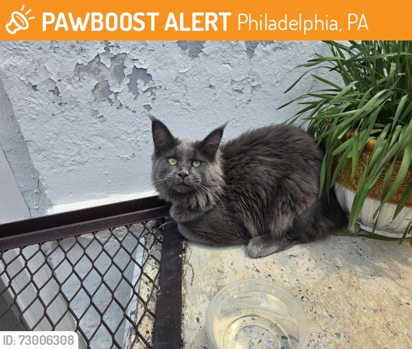 Found/Stray Unknown Cat last seen 9th and tasker, Philadelphia, PA 19148