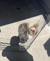 Reunited Male Dog last seen Brook Way, San Pablo, CA 94806, USA, San Pablo, CA 94806