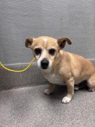 Shelter Stray Male Dog last seen Near BLOCK EXLEY AVE, LAS VEGAS NV 89104, 655 N Mojave Rd, Las Vegas, NV 89101, USA