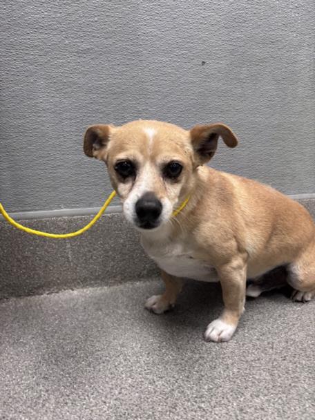 Shelter Stray Male Dog last seen Near BLOCK EXLEY AVE, LAS VEGAS NV 89104, 655 N Mojave Rd, Las Vegas, NV 89101, USA