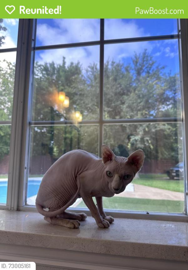 Reunited Female Cat last seen Shorewood, Arlington, TX 76016