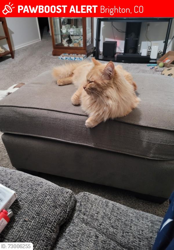 Lost Male Cat last seen Longspeak and 11th , Brighton, CO 80601