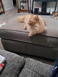 Lost Male Cat last seen Longspeak and 11th , Brighton, CO 80601