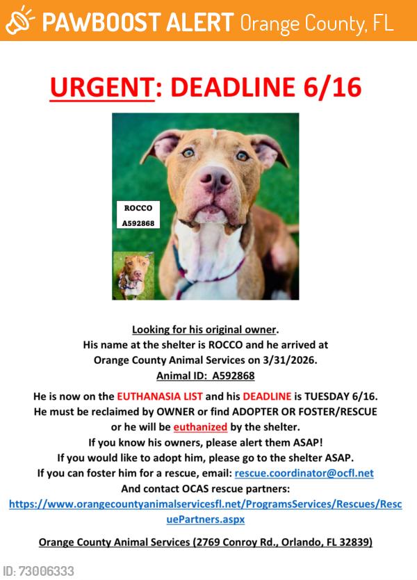 Found/Stray Male Dog last seen Orange County, FL, Orange County, FL 32829