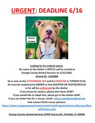 Found/Stray Male Dog last seen Orange County, FL, Orange County, FL 32829
