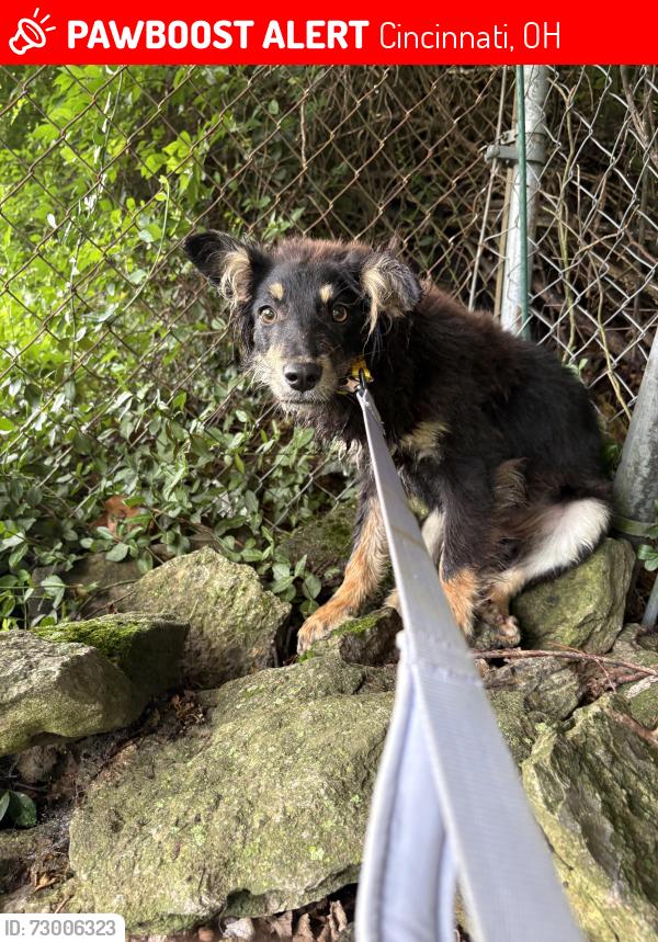 Lost Male Dog last seen Ridge Ave and Ronald Reagan , Cincinnati, OH 45215