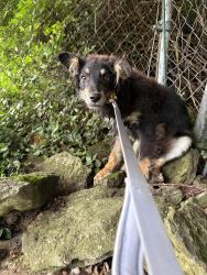 Lost Male Dog last seen Ridge Ave and Ronald Reagan , Cincinnati, OH 45215