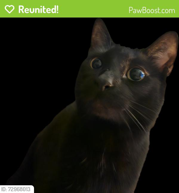 Reunited Female Cat last seen Near Sealawn Dr, Spring Hill, FL 34606, USA, Spring Hill, FL 34606