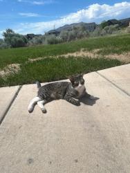 Reunited Female Cat last seen Ravine near Cunninghill drive and the golf course , Eagle Mountain, UT 84005
