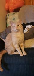 Lost Male Cat last seen Nazareth rd, Startex, SC 29377