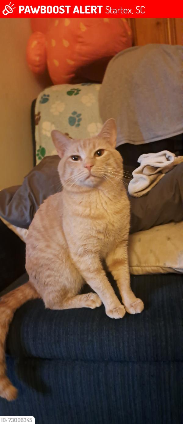 Lost Male Cat last seen Nazareth rd, Startex, SC 29377