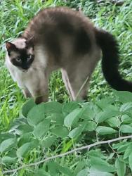 Found/Stray Male Cat last seen Austin St.  2 blocks behind Frost Bank, Webster, TX 77598