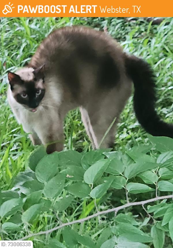 Found/Stray Male Cat last seen Austin St.  2 blocks behind Frost Bank, Webster, TX 77598