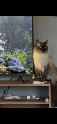Lost Male Cat last seen Snowfall way, Westminster, MD 21157