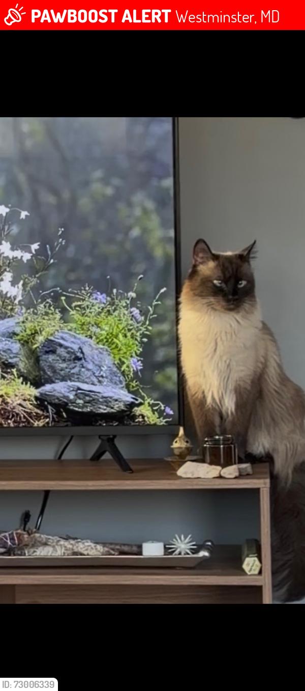 Lost Male Cat last seen Snowfall way, Westminster, MD 21157