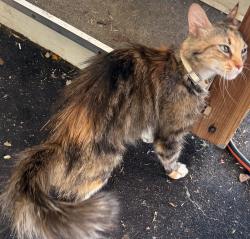 Found/Stray Unknown Cat last seen Dobson broadway, Mesa, AZ 85202
