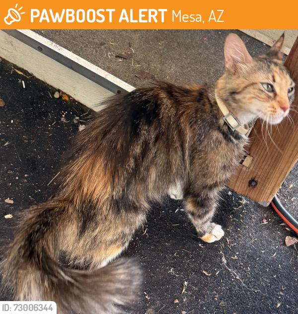 Found/Stray Unknown Cat last seen Dobson broadway, Mesa, AZ 85202