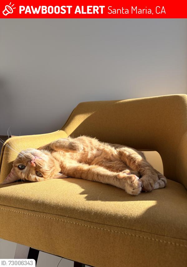 Lost Female Cat last seen By the boomers in Santa maria, Santa Maria, CA 93458