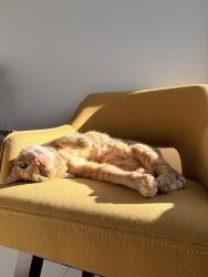 Lost Female Cat last seen By the boomers in Santa maria, Santa Maria, CA 93458