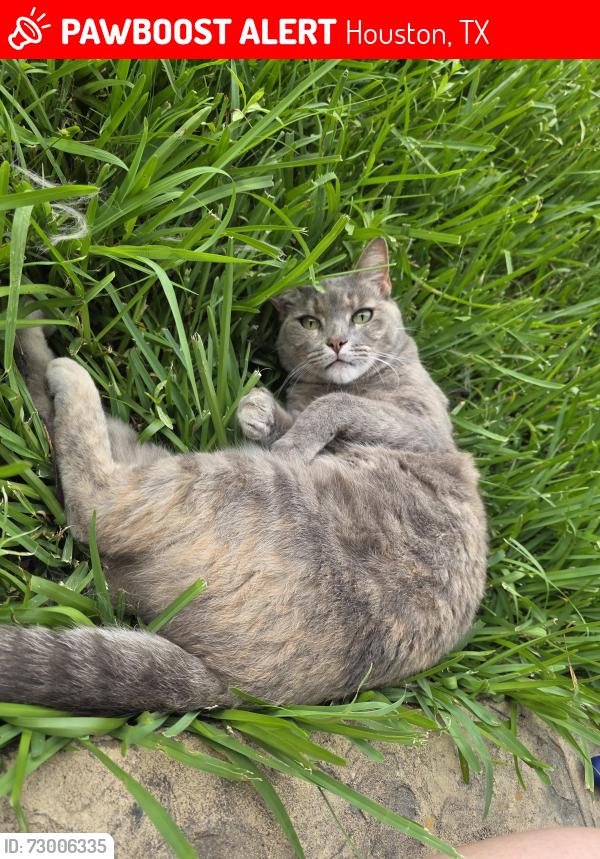 Lost Female Cat last seen Montclair bend ln, Houston, TX 77044