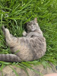 Lost Female Cat last seen Montclair bend ln, Houston, TX 77044