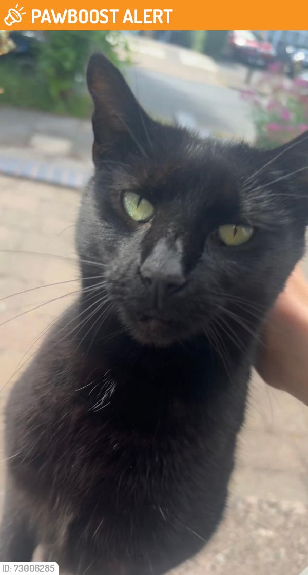 Found/Stray Unknown Cat last seen Pamela Road B31, Northfield, England B31 2JE