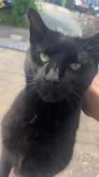 Found/Stray Unknown Cat last seen Pamela Road B31, Northfield, England B31 2JE