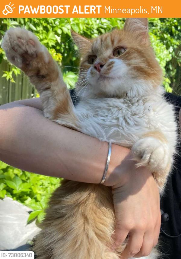 Found/Stray Male Cat last seen 38th and Park in Minneapolis , Minneapolis, MN 55407