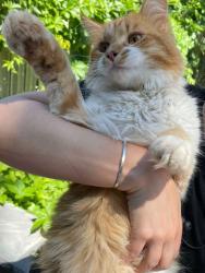 Found/Stray Male Cat last seen 38th and Park in Minneapolis , Minneapolis, MN 55407