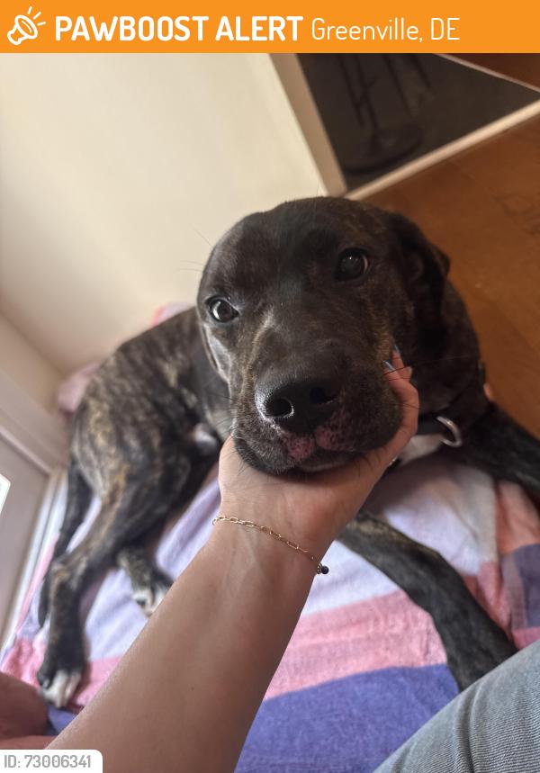 Found/Stray Male Dog last seen Near covered bridge , Greenville, DE 19807