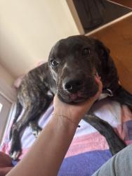 Found/Stray Male Dog last seen Near covered bridge , Greenville, DE 19807