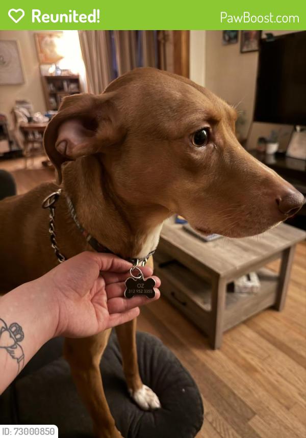 Reunited Male Dog last seen Near w Ainslie street, Chicago, IL 60630