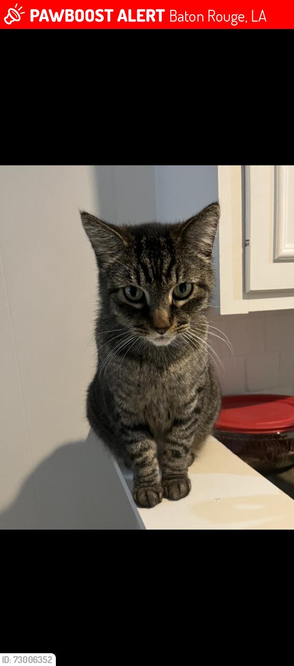Lost Female Cat last seen Perkins road , Baton Rouge, LA 70808