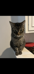 Lost Female Cat last seen Perkins road , Baton Rouge, LA 70808