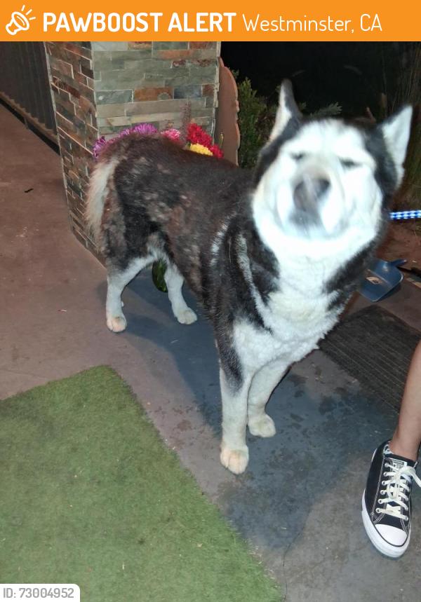 Found/Stray Male Dog last seen Bristol in sixth street, Westminster, CA 92683