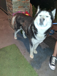 Found/Stray Male Dog last seen Bristol in sixth street, Westminster, CA 92683