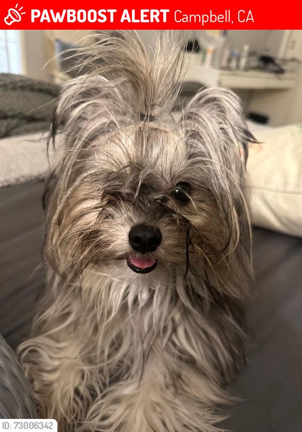 Lost Female Dog last seen Winchester, Campbell, CA 95008