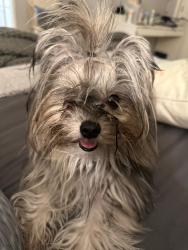 Lost Female Dog last seen Winchester, Campbell, CA 95008