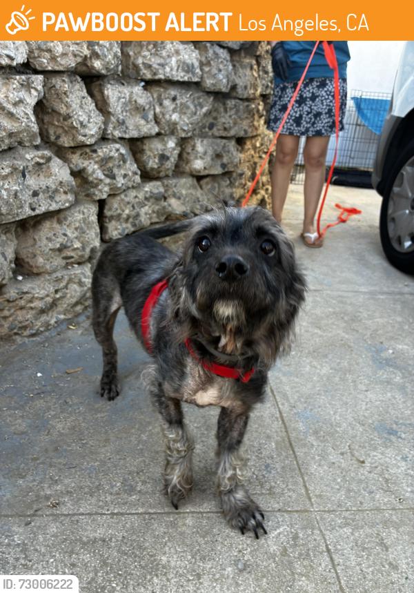 Found/Stray Male Dog last seen Cimarron & 69th, Los Angeles, CA 90047