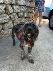 Found/Stray Male Dog last seen Cimarron & 69th, Los Angeles, CA 90047