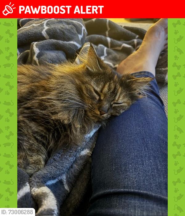 Lost Female Cat last seen Amblewood Dr , Prince William County, VA 20112