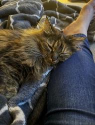Lost Female Cat last seen Amblewood Dr , Prince William County, VA 20112