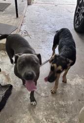 Reunited Unknown Dog last seen S 11th St, Fort Pierce, FL 34950, USA, Fort Pierce, FL 34950