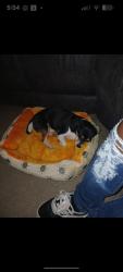 Lost Male Dog last seen Lee Street, Alexandria, LA 71302