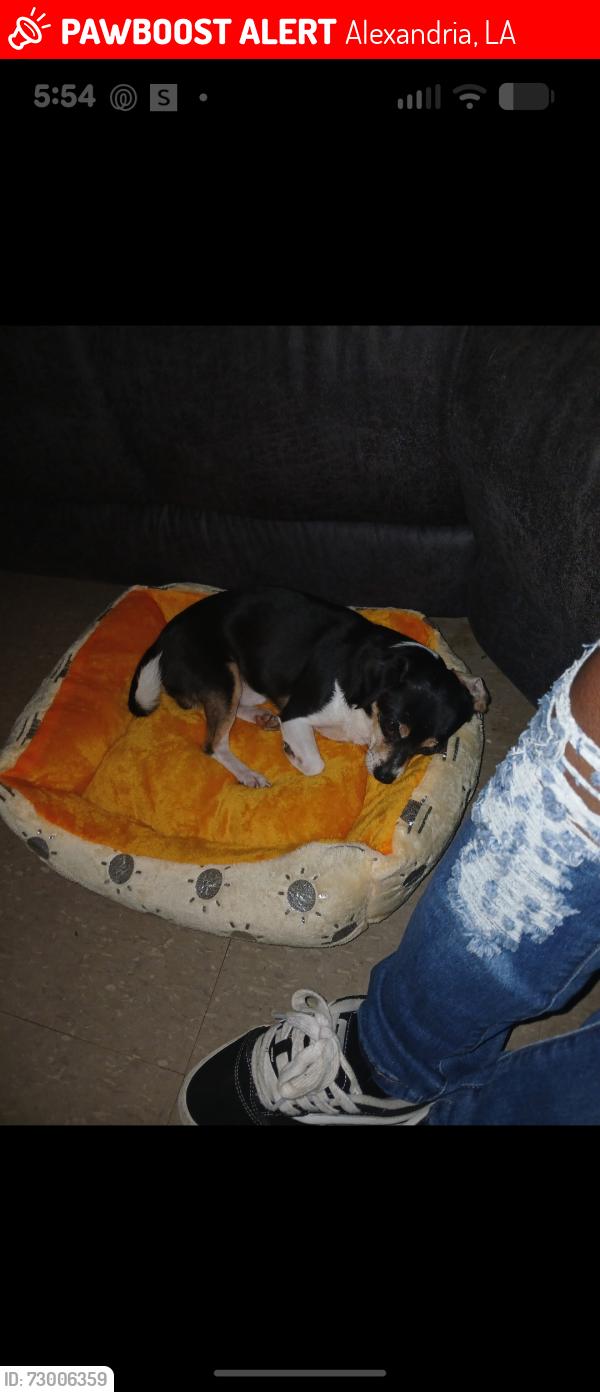 Lost Male Dog last seen Lee Street, Alexandria, LA 71302