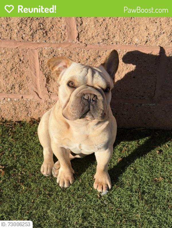 Reunited Male Dog last seen Foggy Glen Ave, Las Vegas, NV 89135, USA, Las Vegas, NV 89135