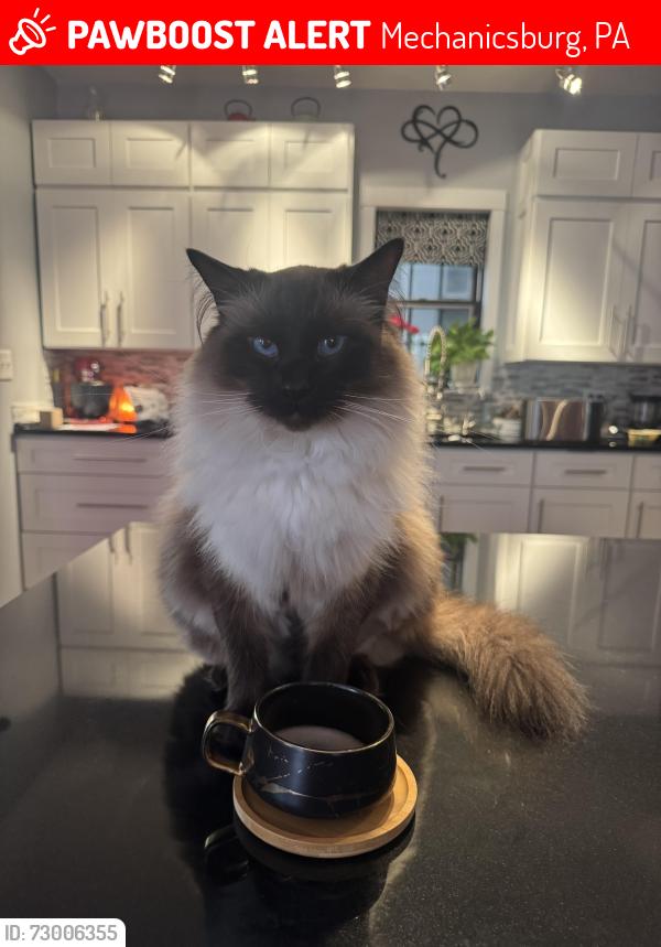 Lost Male Cat last seen York and Marble , Mechanicsburg, PA 17055