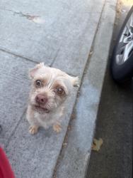 Found/Stray Male Dog last seen Stewart and bocell rd , Fremont, CA 94538