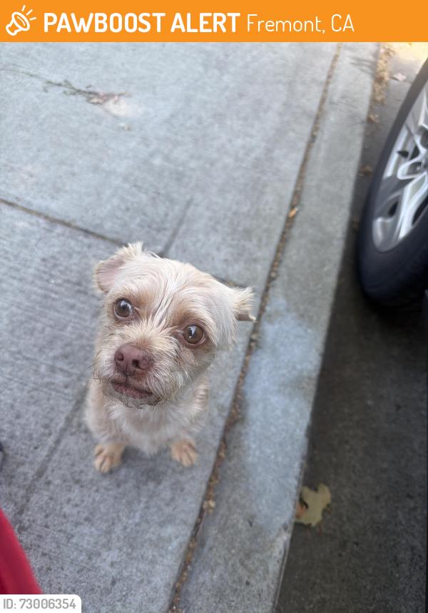 Found/Stray Male Dog last seen Stewart and bocell rd , Fremont, CA 94538