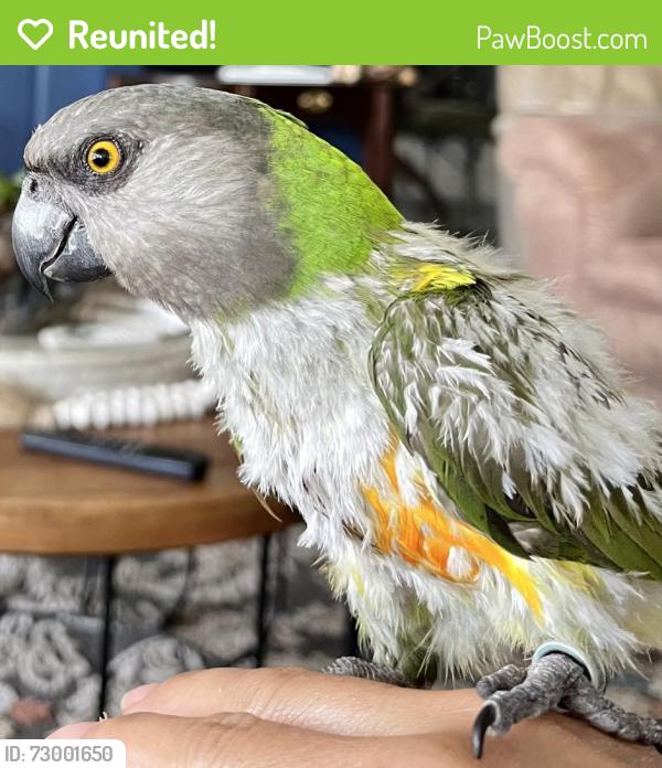 Reunited Unknown Bird last seen Jog Rd. And Forest Hill, Greenacres, FL 33463